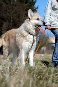 Hundeschule in Hille Bad Oeynhausen Minden Hundetraining Verhaltensberatung
