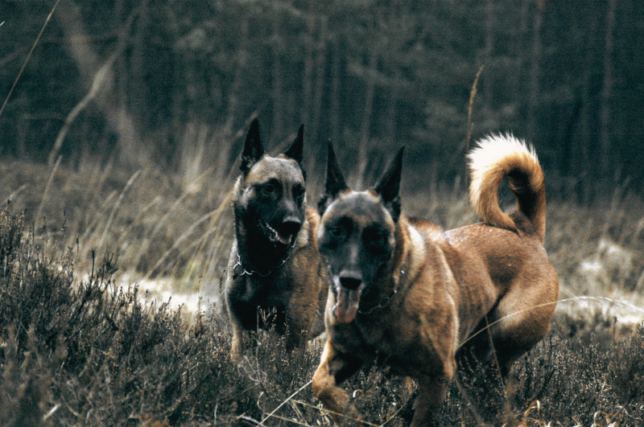 Hundeschule Bargteheide und Hamburg Nord