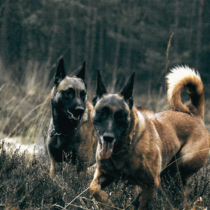 Hundeschule Bargteheide und Hamburg Nord